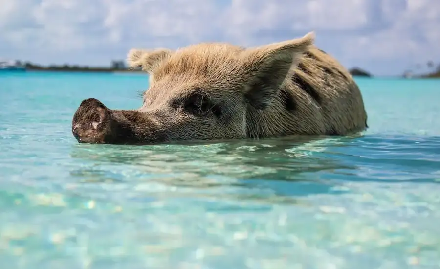Bahamas landscape
