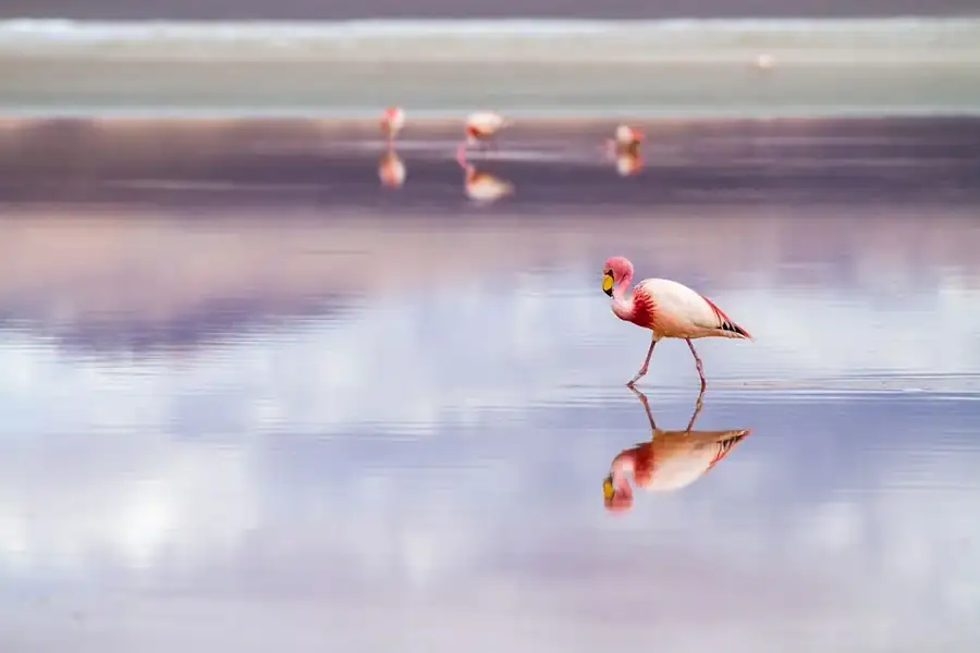 Bolivia landscape