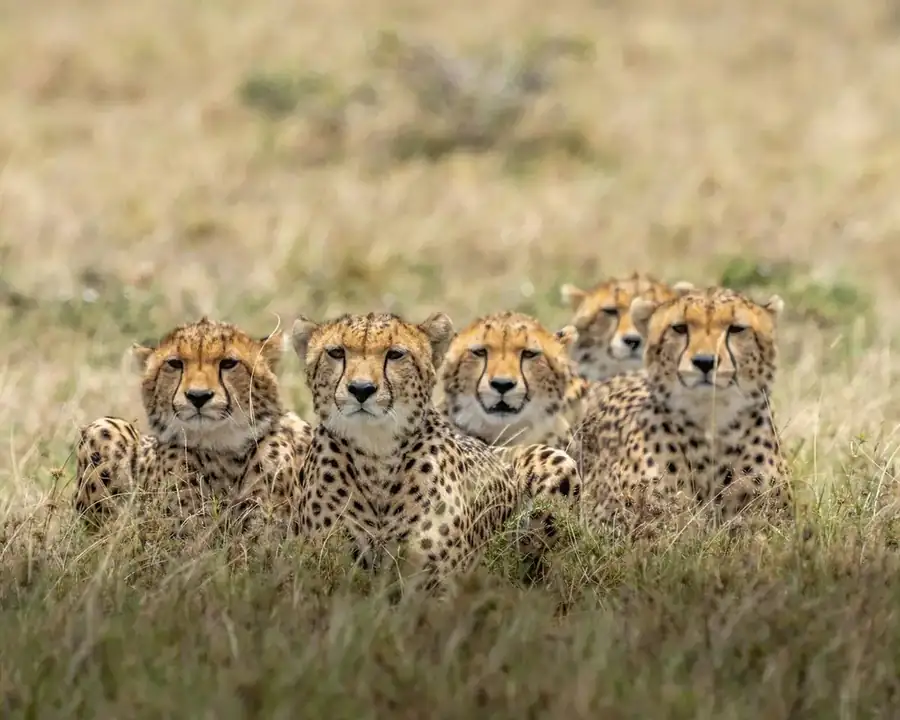 Kenya landscape