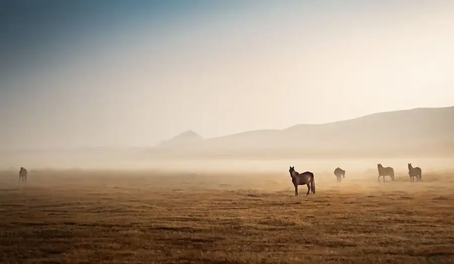 Mongolia landscape
