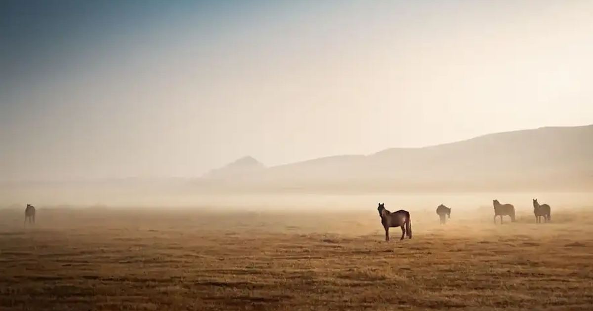 Mongolia landscape